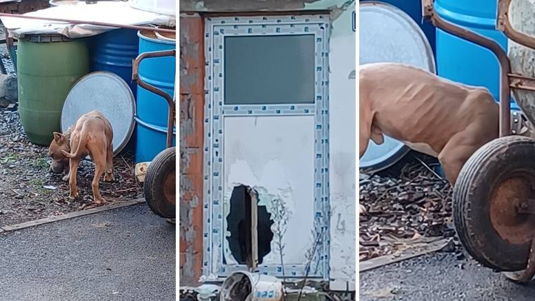 Pas u Bjelovaru od muke izgrizao vrata kuće: 'Gazda mu je ubacio hranu i ostavio ga'