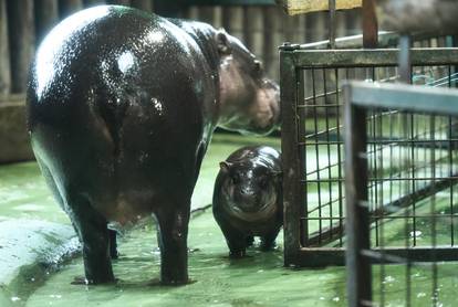 FOTO Prekrasne vijesti iz ZG Zoo-a: Stigla beba vodenkonj