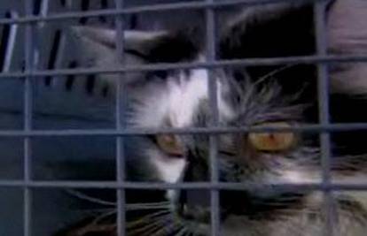 Mačak pronađen 500 kilometara od svojeg doma