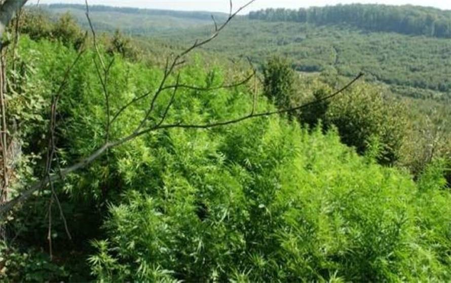 FOTO U Podravini policija našla ogromno polje marihuane: Tri muškarca su završila u pritvoru