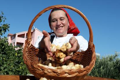 Sušenje smokava na tradicionalan način u Grebaštici