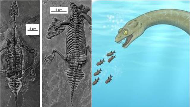 Čudovište iz dubina: Gmaz s velikim zubima živio je na Zemlji prije 240 milijuna godina