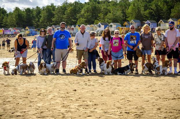 Norfolk: Preko 300 baseta i njihovih vlasnika sudjelovalo u godišnjem 'Waddleu' uz plažu od Wells-next-the-Sea do Holkhama