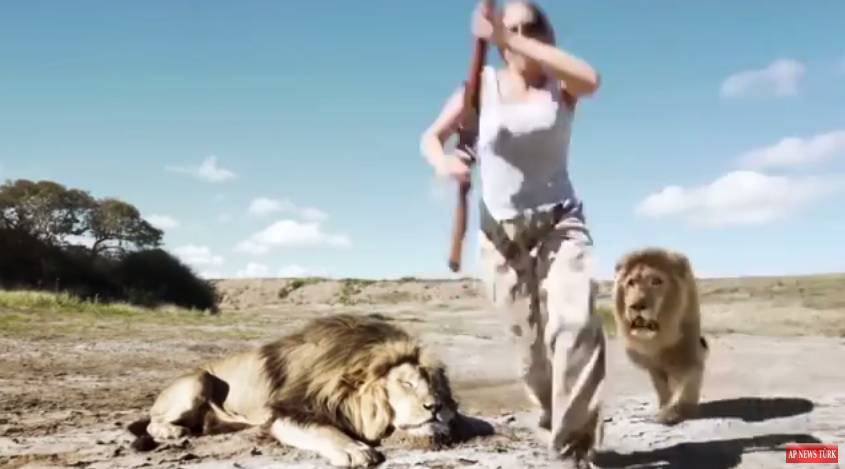 Osvetio prijatelja: Ubili su lava pa ih je drugi lav napao s leđa?