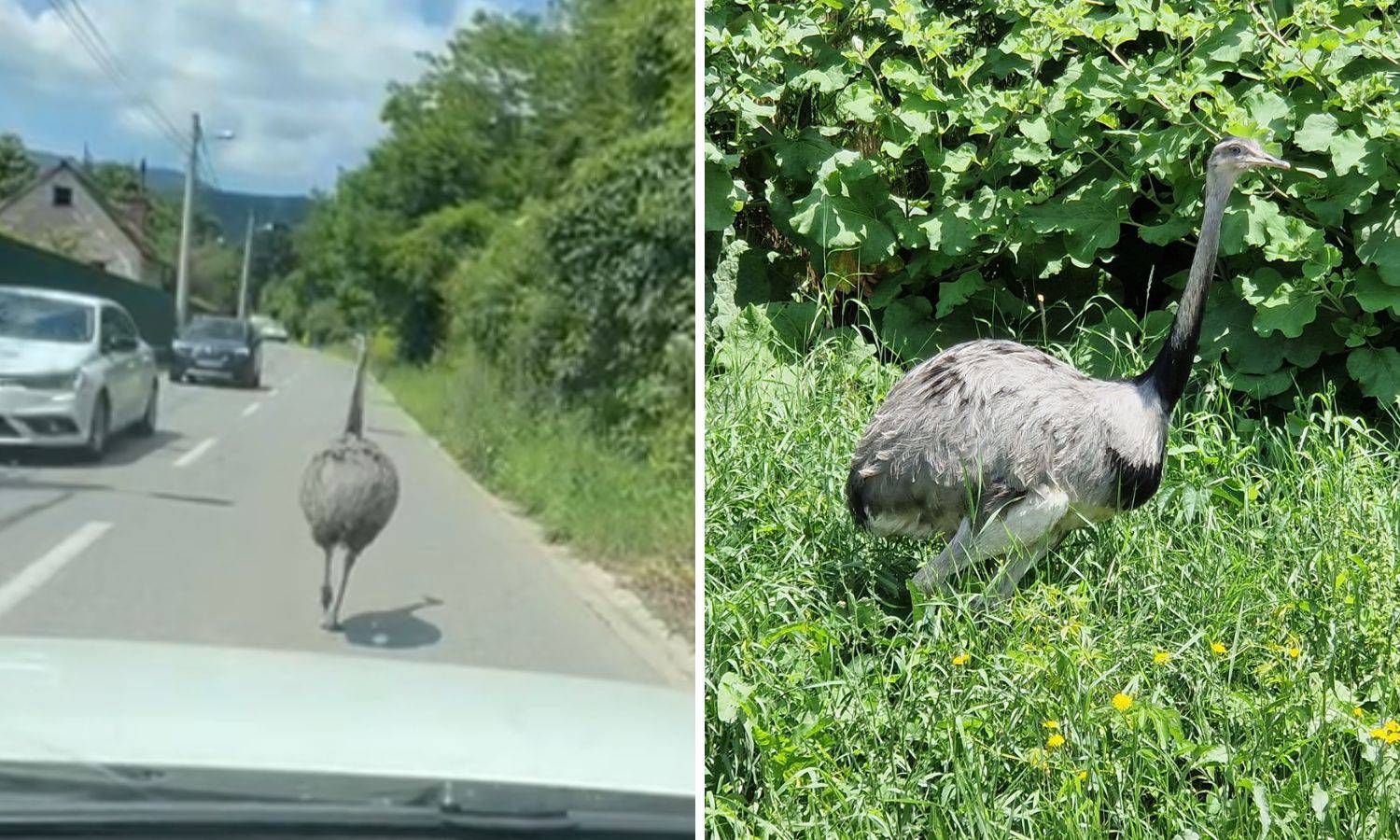 VIDEO Poznato čiji je nanduu koji je lutao po Zagrebu. Vlasnik ga uhvatio i vratio u dvorište