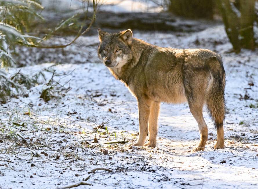 Schorfheide Game Park - Wolf