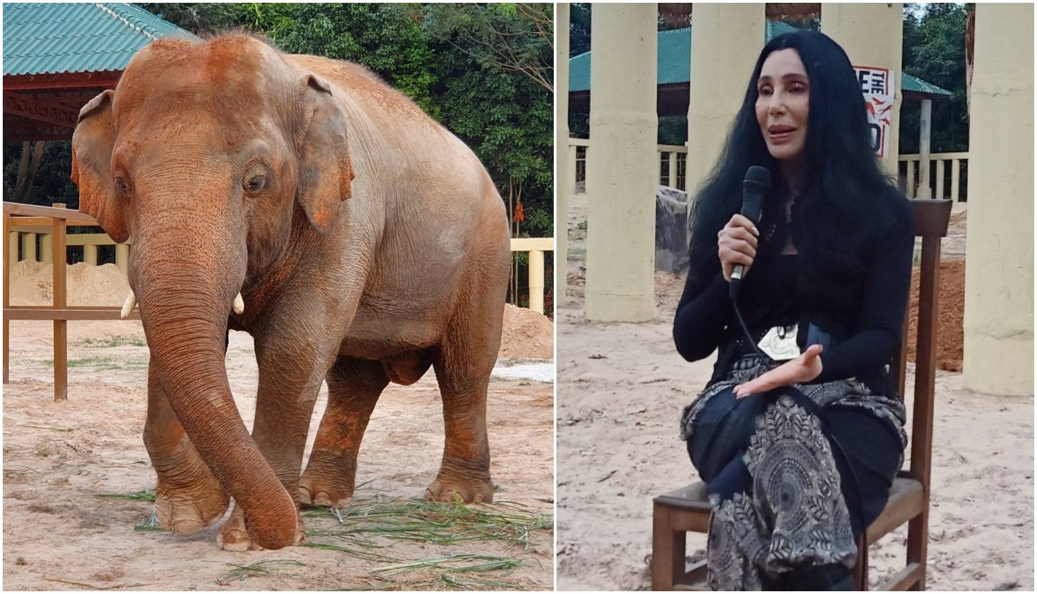 Cher se zalagala za prava slona: 'Više neće živjeti kao zatočenik'