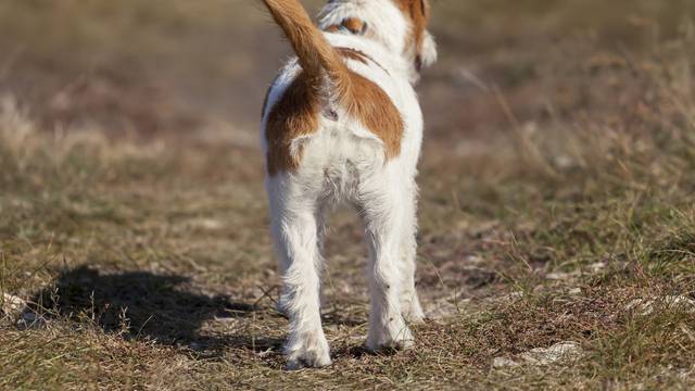 Stručnjaci: Mahanje repom kod psa ne znači uvijek da je sretan