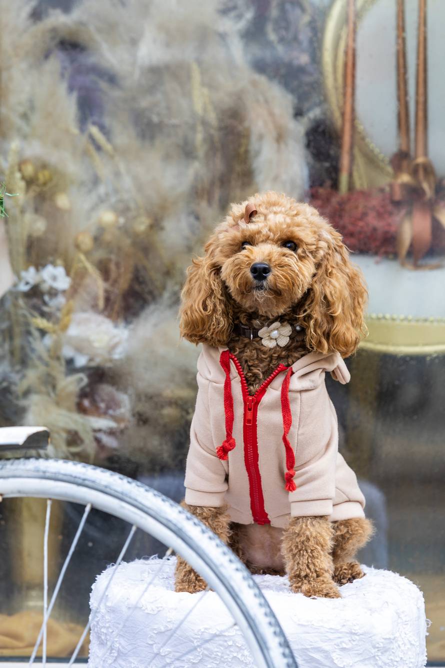 24sata: Pula: Pas pozira ispred cvjećarnice i glumi soba