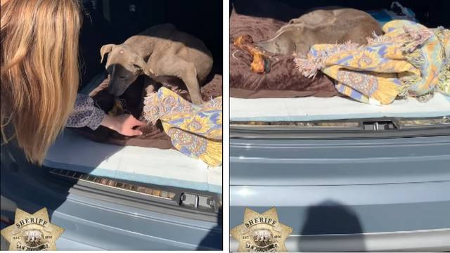 Nakon 12 godina nestalog psa vratili su vlasnicima  u Kaliforniji