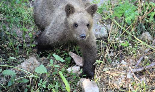 Pogledajte kako se medvjedić Matija snašao u novome domu