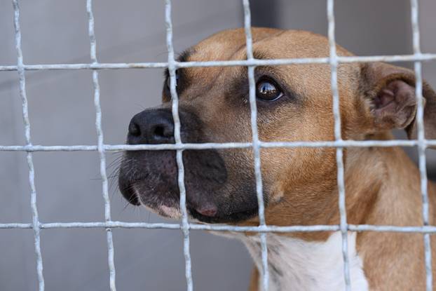 U skloništu Dumovec održan je prvi Dumovečki buvljak na kojem su građani mogli posjetiti sklonište te upoznati pse i mačke
