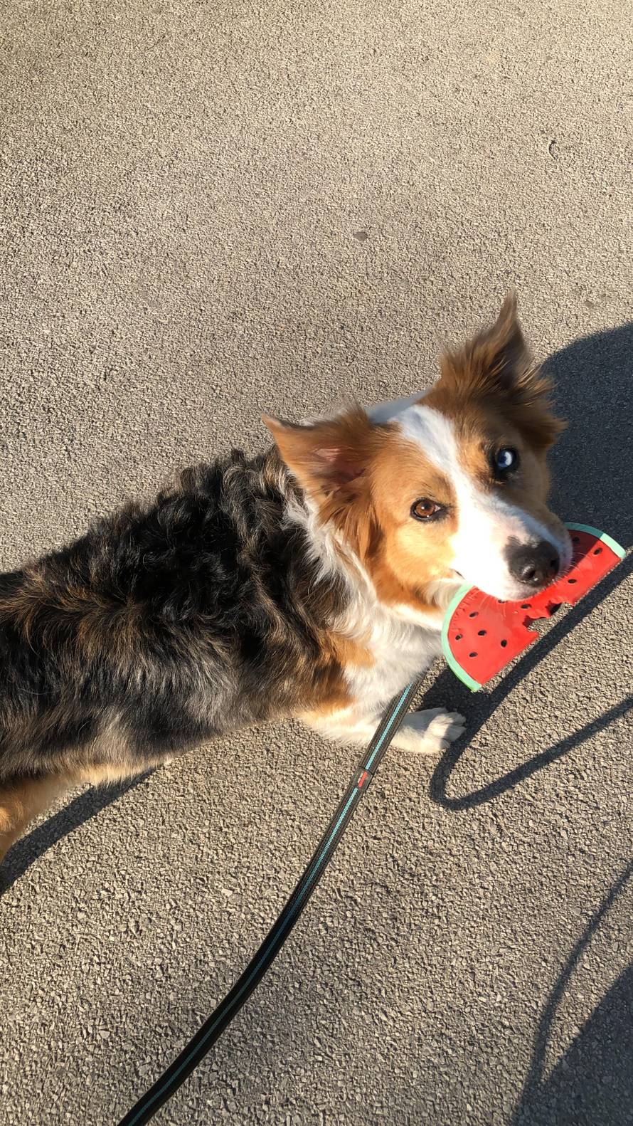 Kujica Kota nova je rekorderka - hoda unatraške na pet metara