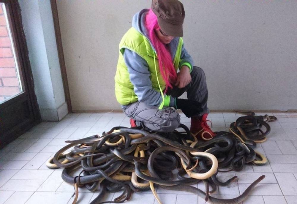 Iz šahtova u tvornici izvukli 50 zmija, pustit će ih na slobodu
