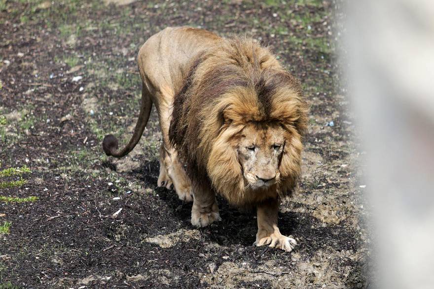 Hrabri Leo iz zagrebačkog ZOO-a bori se protiv opake bolesti: 'Ovo nam je najteži dio posla'