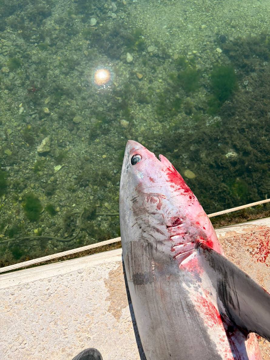 ULOV KRAJ ČIOVA Morski pas lisica se upetljao u mrežu i uginuo: 'Bio je dug tri metra!'