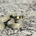 Otkrili pozadinu straha od zmija - zašto ih vidimo kao opasnost