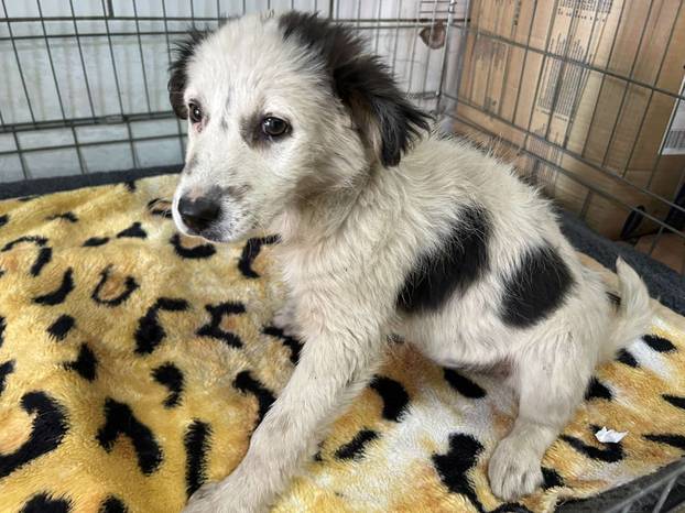 FOTO Ovo su oduzeti psi iz romskog naselja. U jednom danu spasili ih 37! Udomite ih