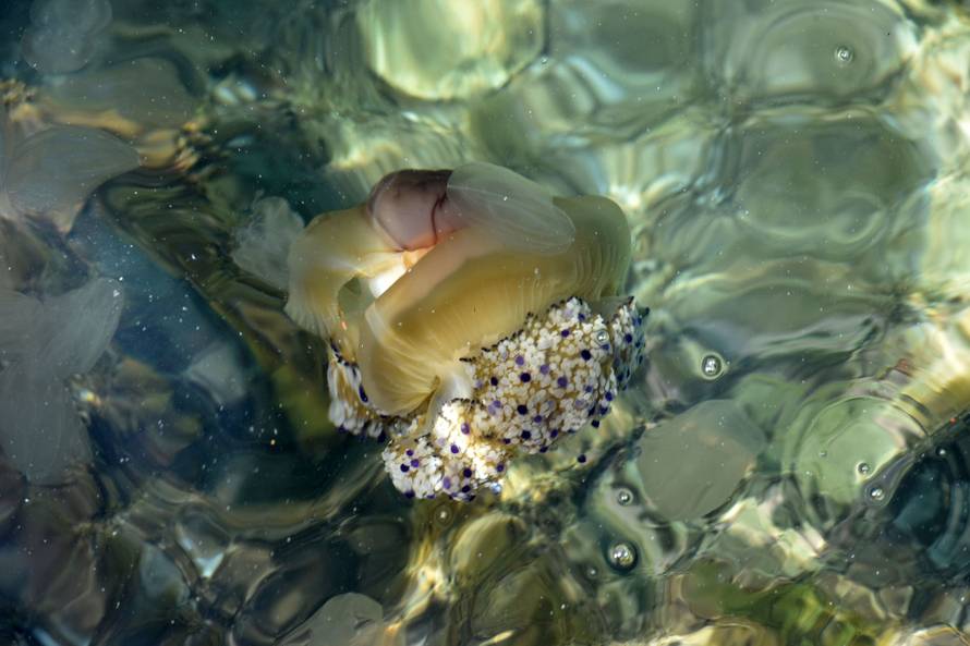 Invazija na Istru:  Nakon kitova, kupače su prestrašile meduze