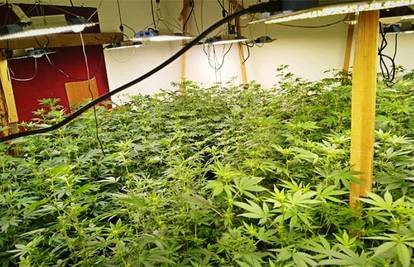 Kod Opatije policija upala u kuće: Našli 140 stabljika trave, 7 kila trave i brdo opreme...