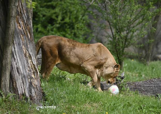 Zagreb: Podjela pisanica uz edukativni pogram za djecu u zoološkom vrtu