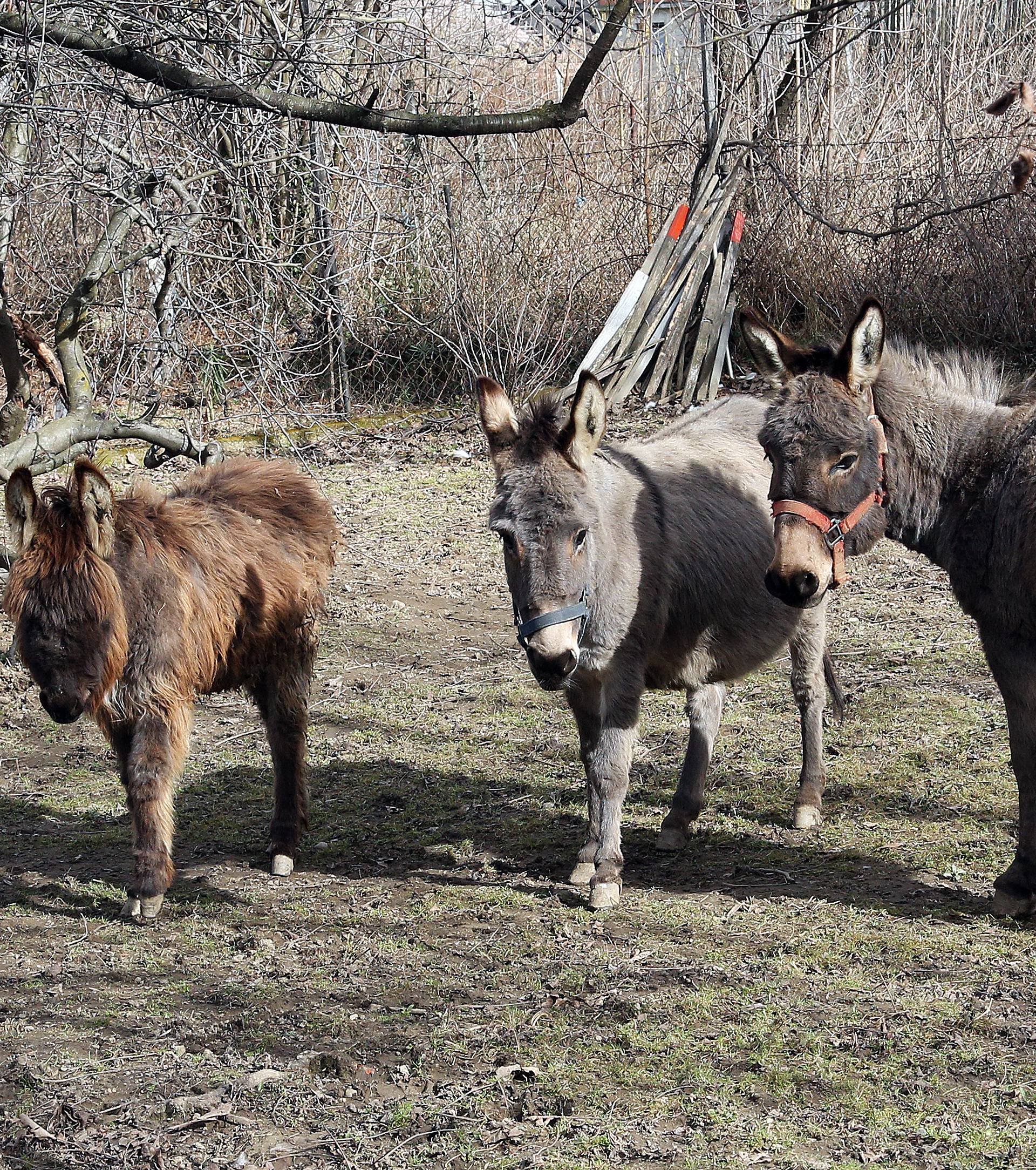 Policija je privela magarce: Pod rotirkama su ih pratili kući...