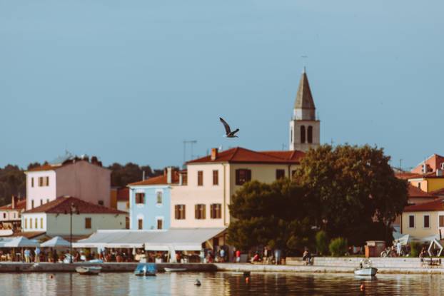 seagull flying above small city harbor