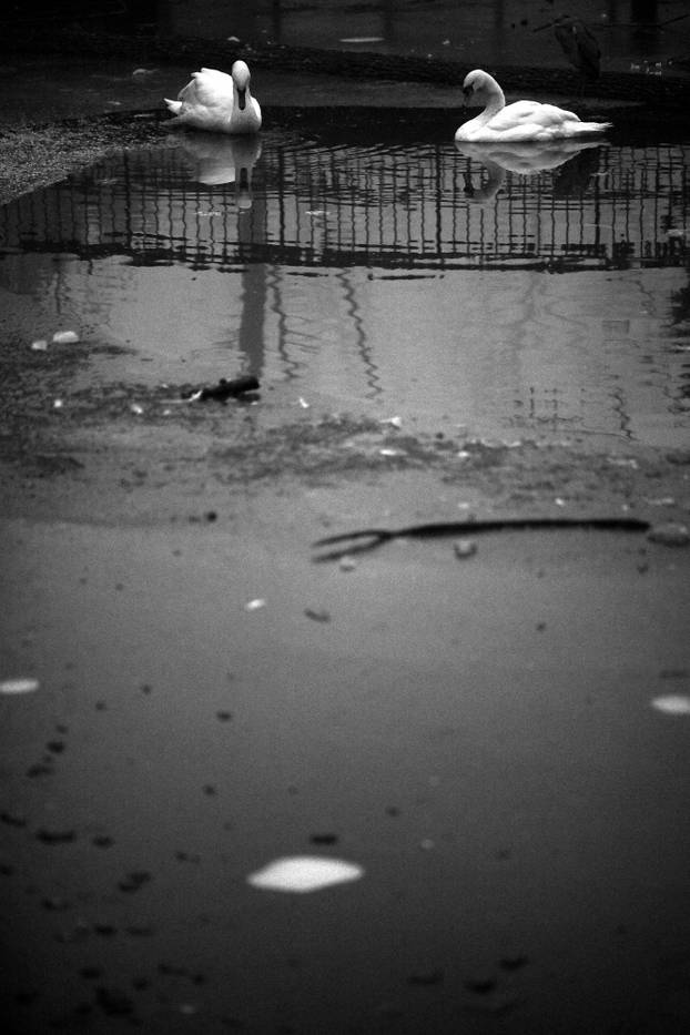 Zagreb: Gusta magla sakrila boje parka Maksimir