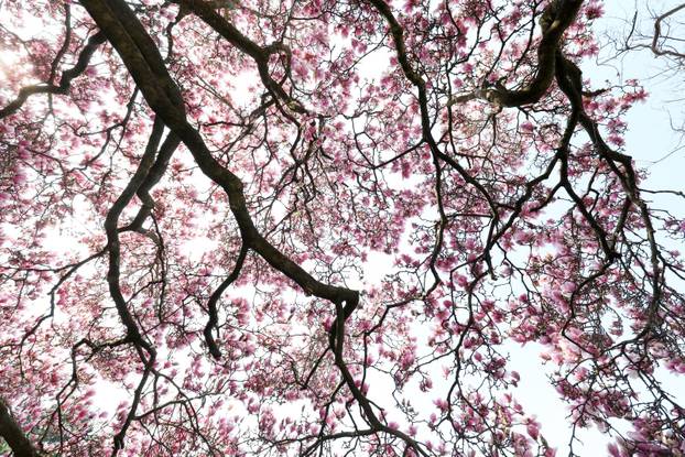 24sata Pula: Magnolija obitelji Borščak u Puli