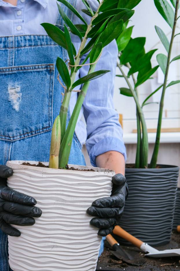 Gardener woman transplants indoor plants and use a shovel on table. Zamioculcas Concept of plants care and home garden. Spring planting