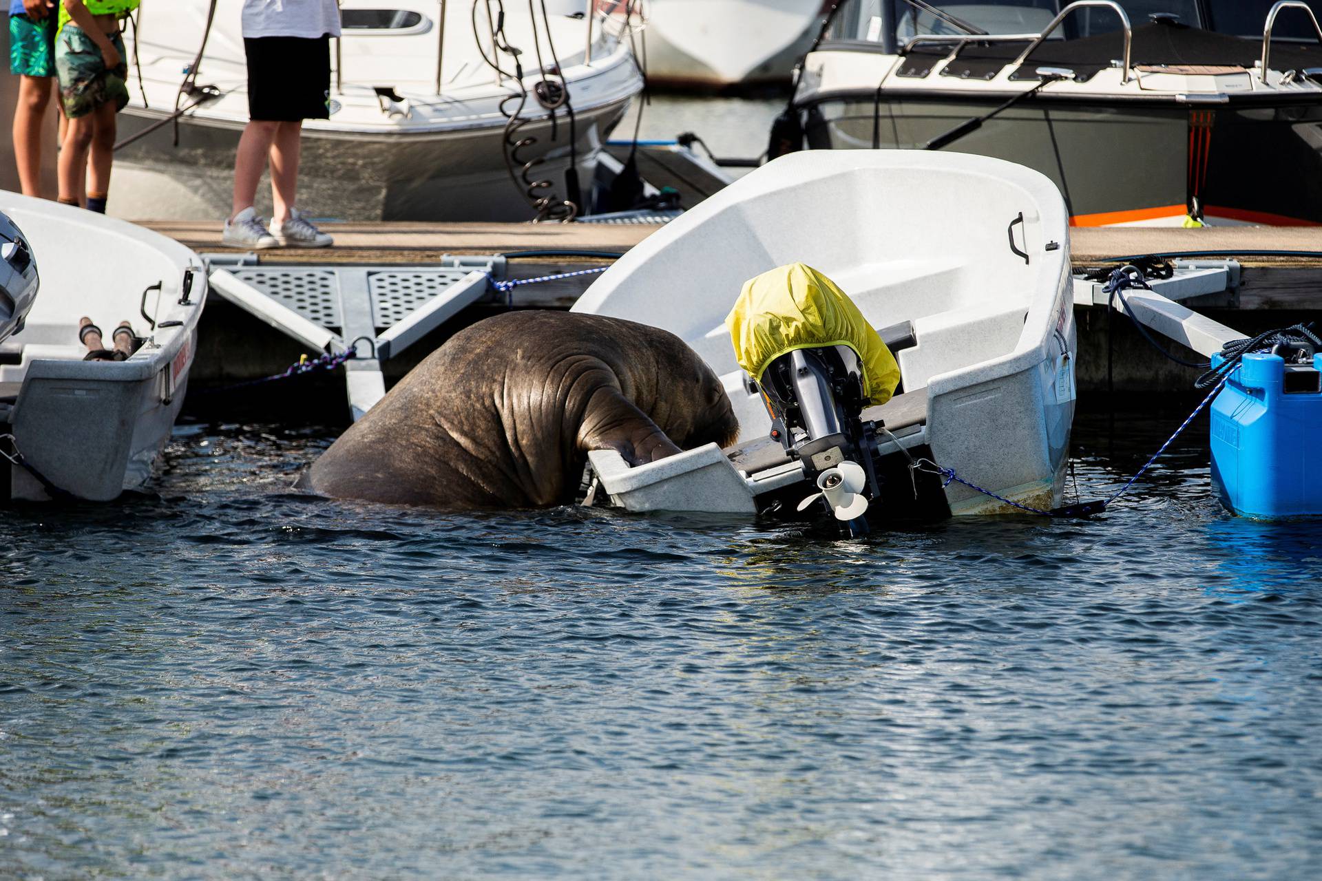 Freya the walrus climbs into a boat in Frognerkilen bay