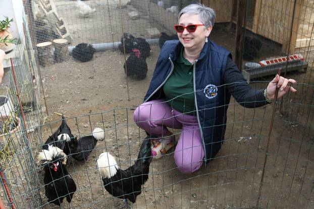 Neobične kokoši u Zvijercima kod Bjelovara nesu jaja u raznim bojama