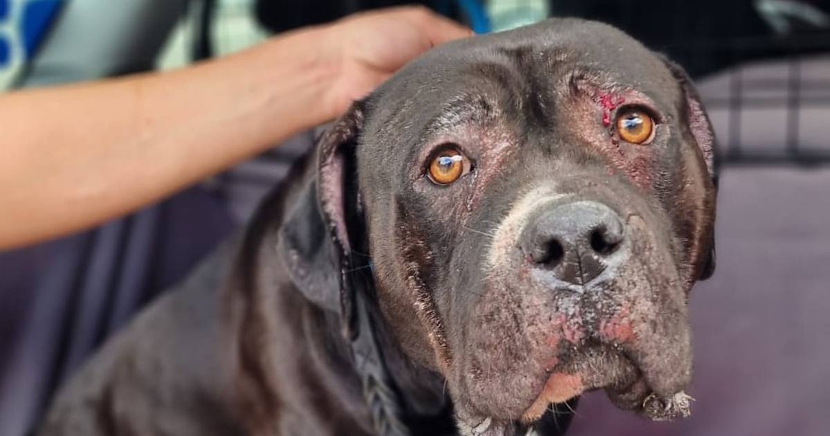 Pronašli su stafordicu koja je iz auta smrti iskočila na A1: ‘Dobro je, ide kod obitelji preminulog’