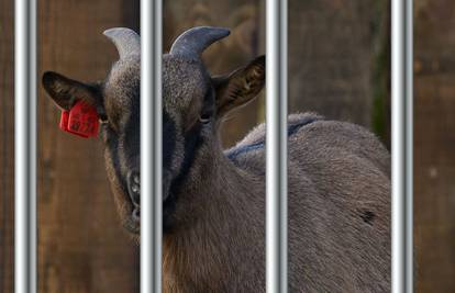 Ovo je koza iz zagrebačkog ZOO-a zbog koje su zvali 192. Nije uhićena, neće ni na poligraf