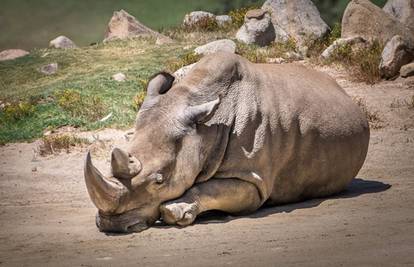 Još ih je ostalo pet na svijetu: Uginuo sjeverni bijeli nosorog