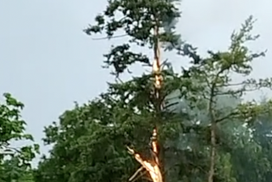 Stablo u plamenu nakon udara groma_Vukovar