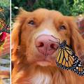Pas Milo obožava leptire iz svog vrta, a izgleda da i oni njega...