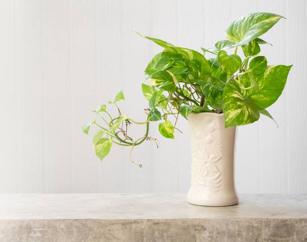 House plant Spotted betel or Australian native monstera or devil