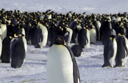 Odlične vijesti: Sateliti otkrili nove kolonije carskih pingvina
