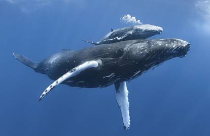 Zaštitimo ih: Kitovi i dupini pod prijetnjom ljudskih aktivnosti