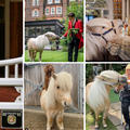 Hotel u Londonu nudi druženje s ponijem: Voli maženje i piknik
