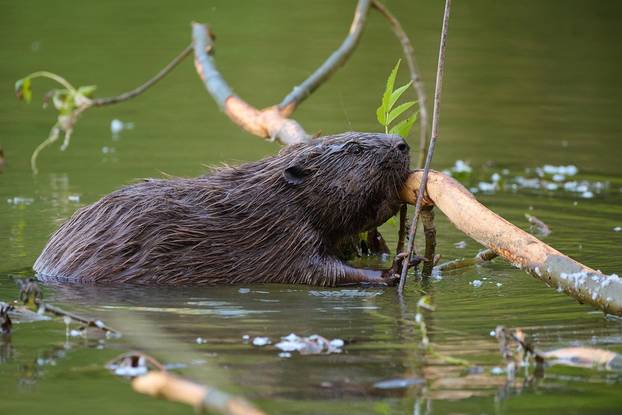 Eurasian,Beaver,,,castor,Fiber,,,In,Its,Natural,Environment,,Danubian,Wetland,