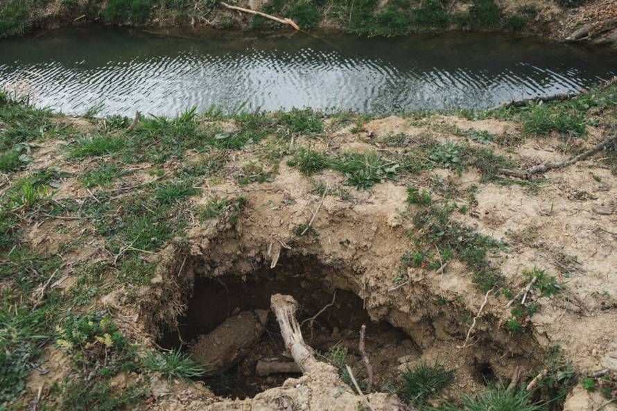 Dabrovi u Novom Marofu rade probleme: 'Ukrali su 200 letvi radnicima i odnijeli ih u potok'