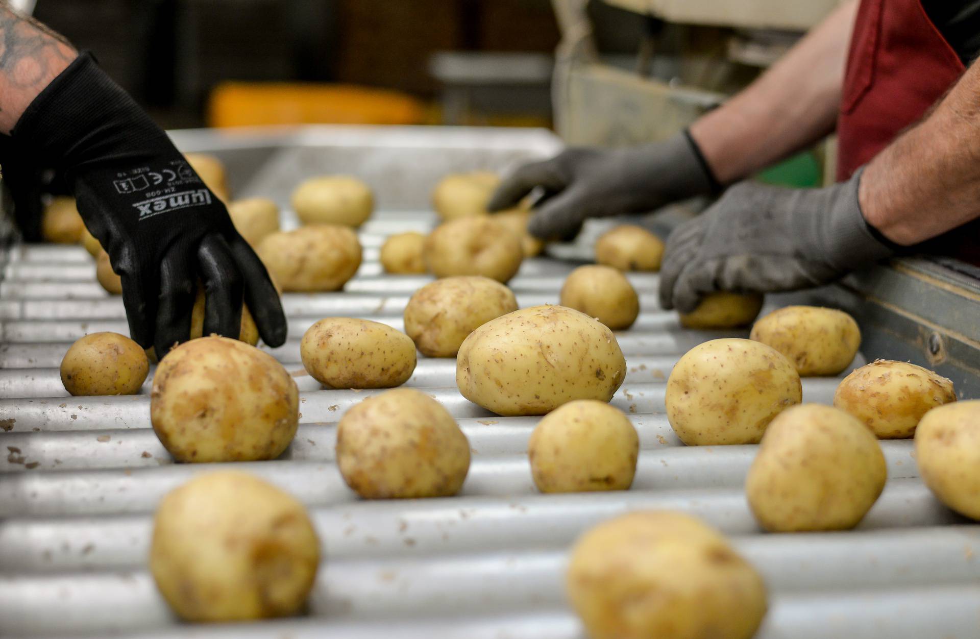 Ova međimurska tvrtka oduševit će vas svojom pričom o uspjehu, a saznat ćete i kako nastaje krumpir koji svakodnevno jedemo