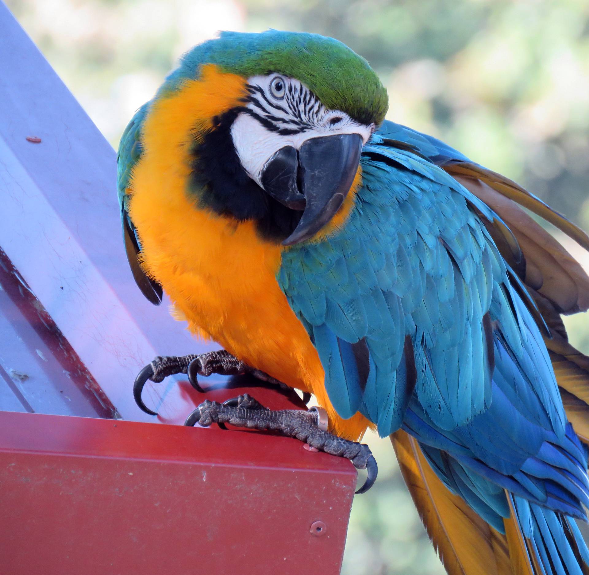 Papagaj Rođo je najveći žicar u Sl. Brodu, glavna faca na placu
