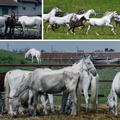 Prošlo je 15 godina otkako su iz Srbije u Lipik vraćeni ispaćeni lipicanci, odvedeni s ergele 91.