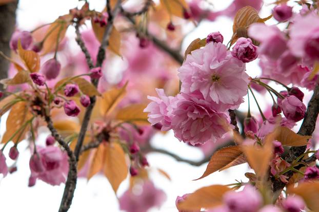 24sata Zagreb: Japanske trešnje u Ulici Bogoslava Šuleka