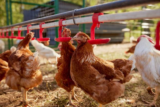 Chicken,Drinking,Water,From,A,Drinker,At,Chicken,Eco,Farm,