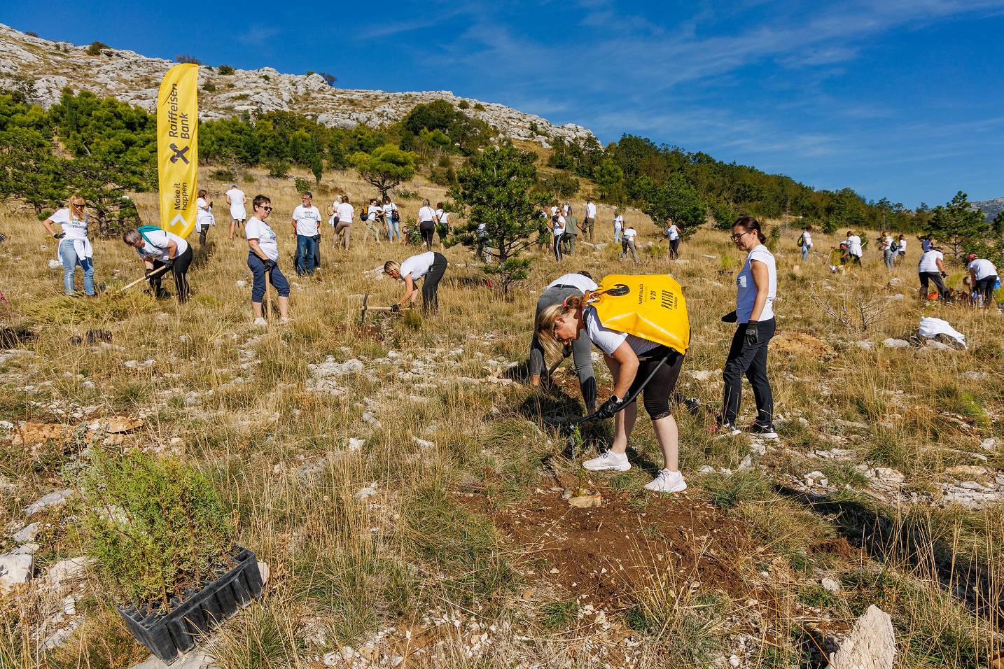 RBA i ove godine pomogla zazeleniti požarom opustošena područja Dalmacije