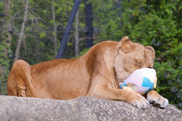 Zagreb: Tradicionalna podjela pisanica životinjama u Zoološkom vrtu Grada Zagreba